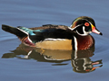 Wood Duck